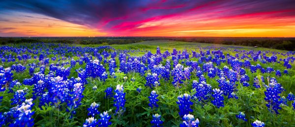 Maxavenue Real Estate Austin Texas - Bluebonnets